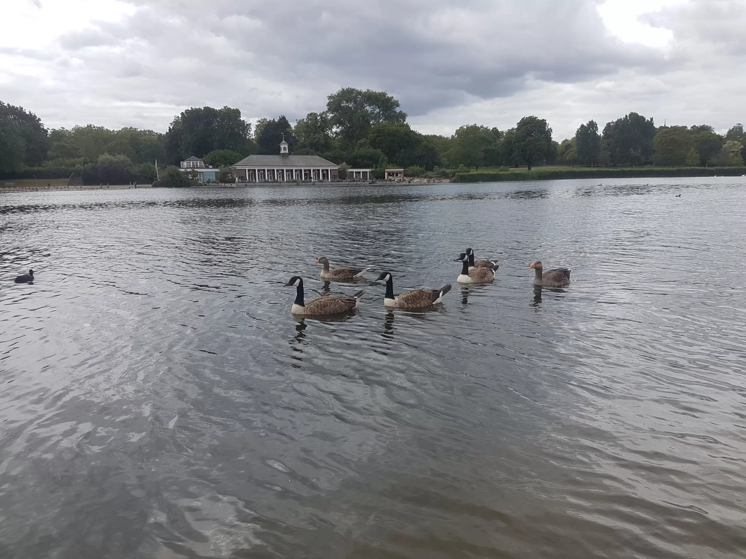 Ducks swimming in The Serpentine, Hyde Park, London