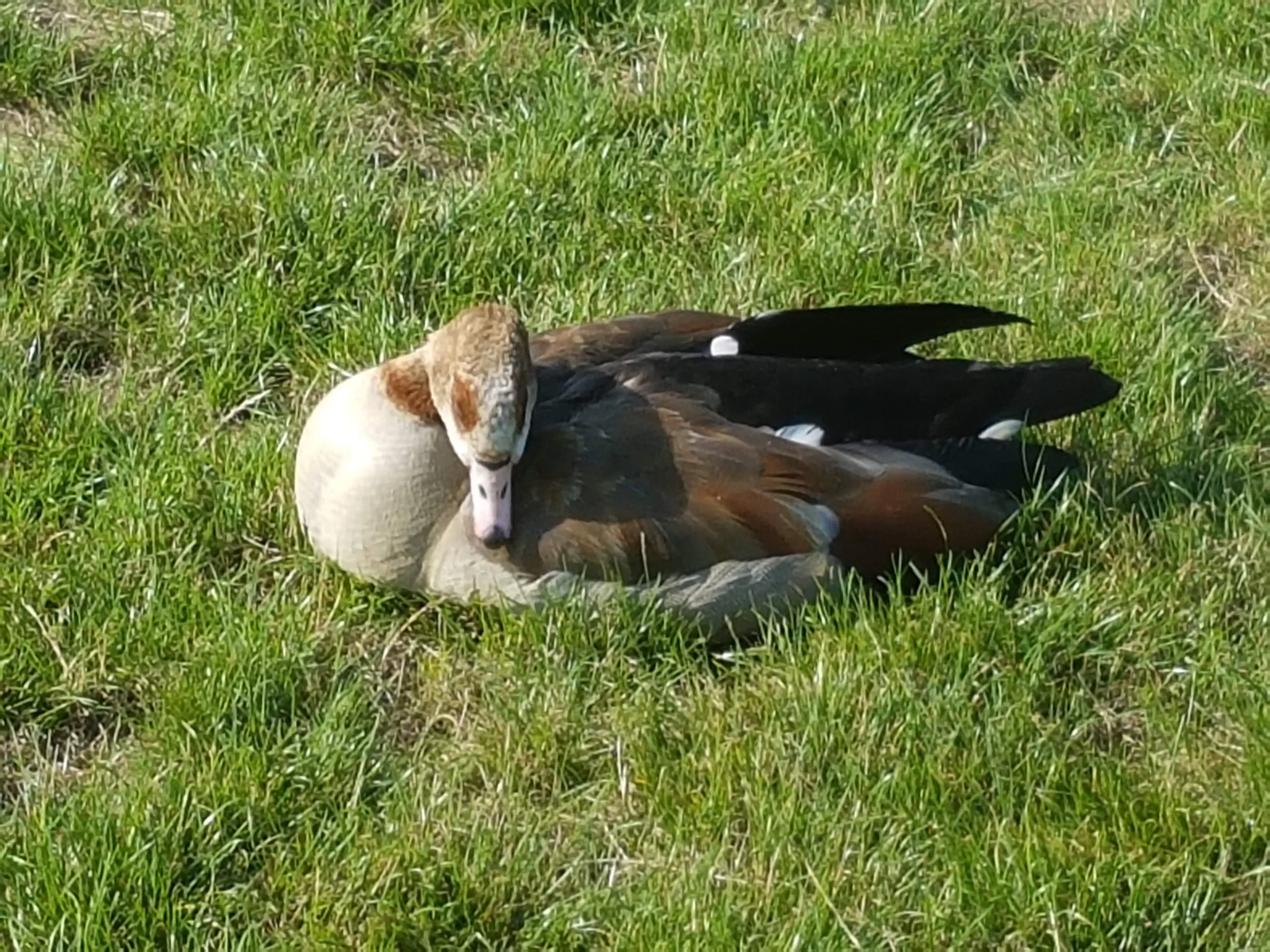 A duck sleeping in Hyde Park, London