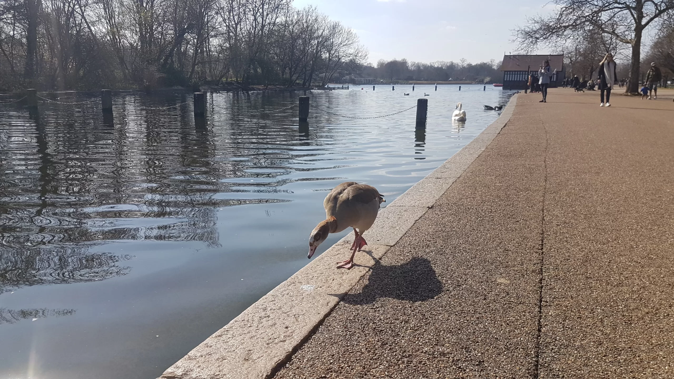 A duck walking next to The Serpentine, Hyde Park