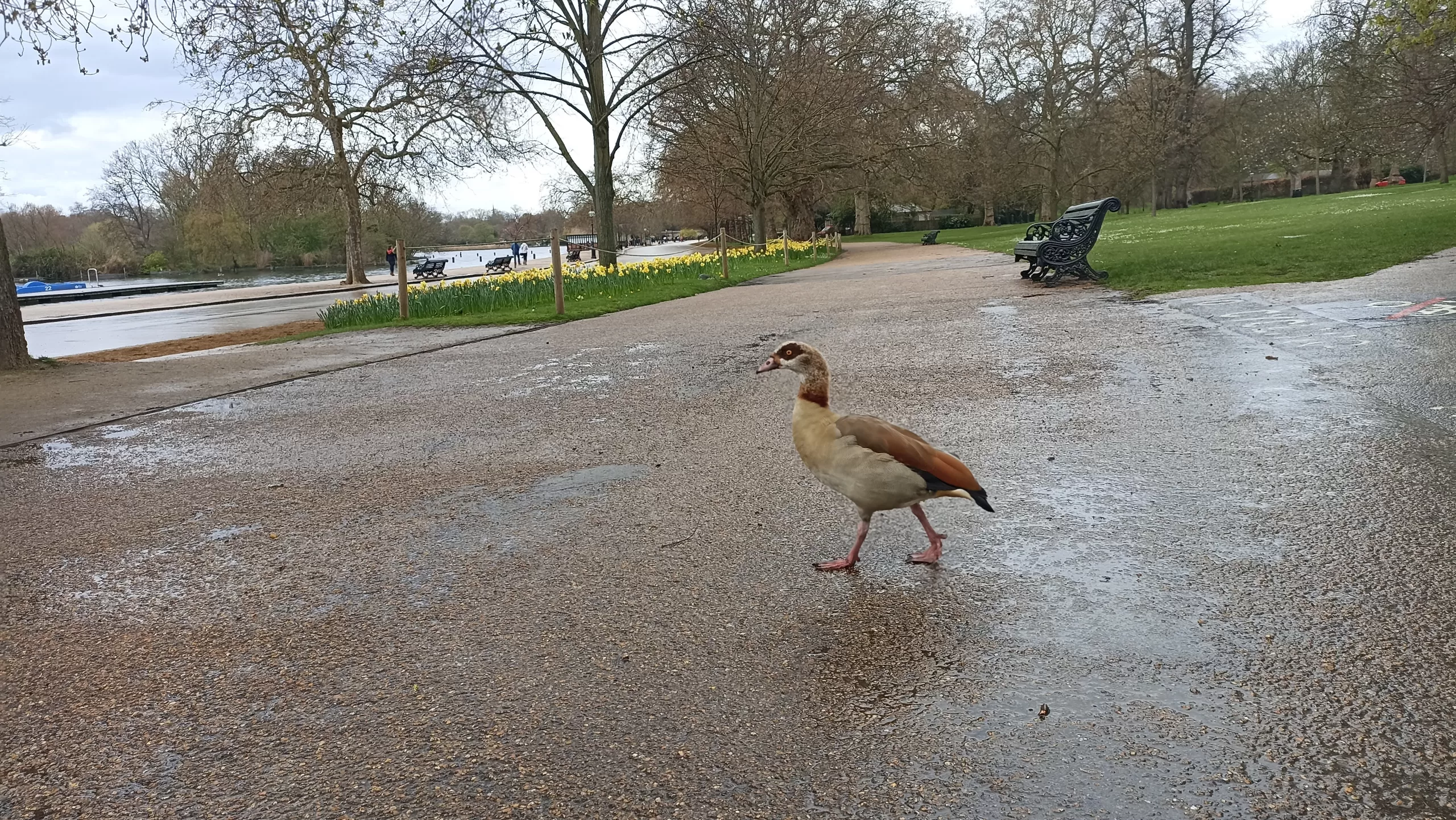 A duck in Hyde Park, London