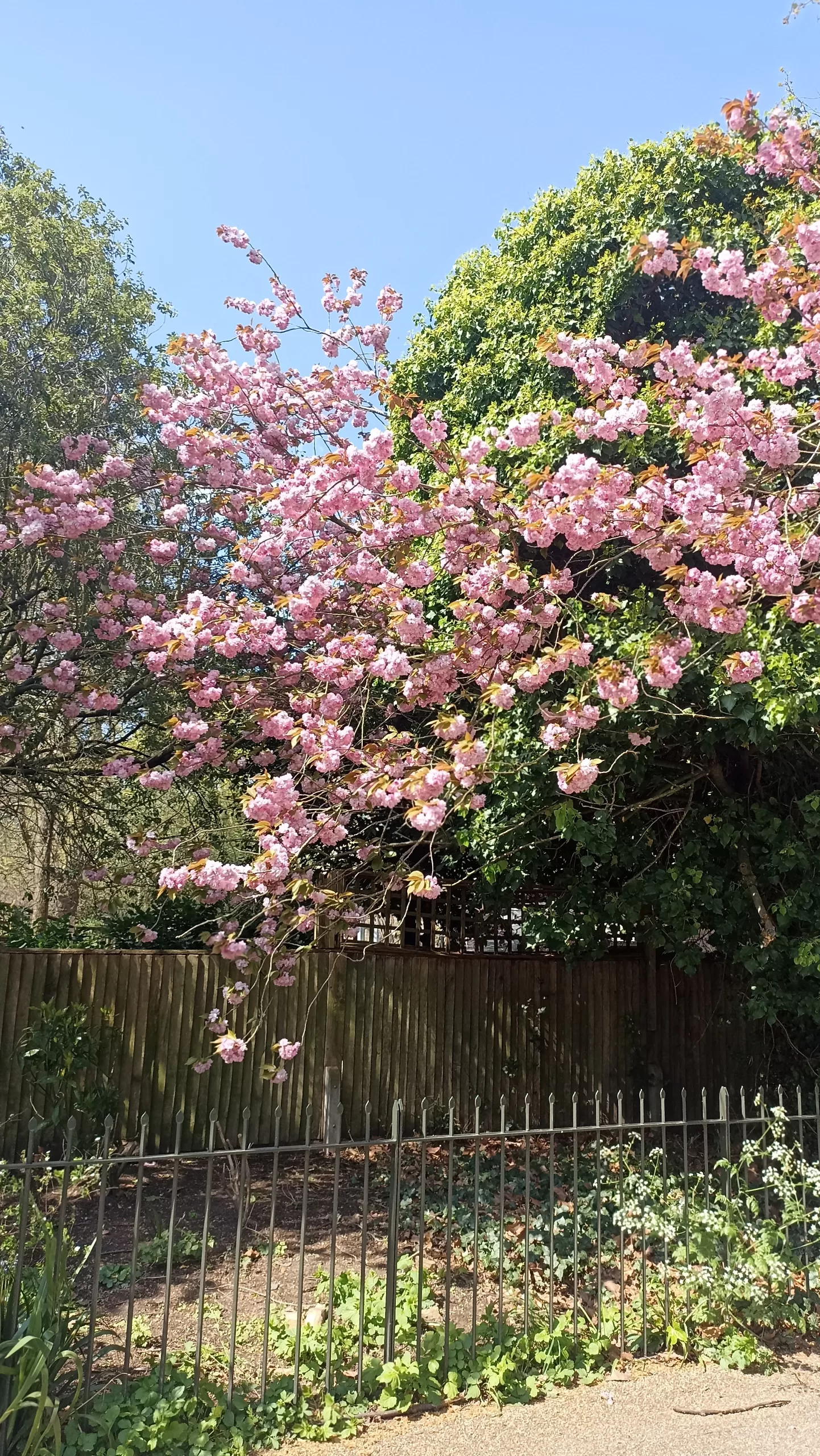 Cherry blossom, Hyde Park, London