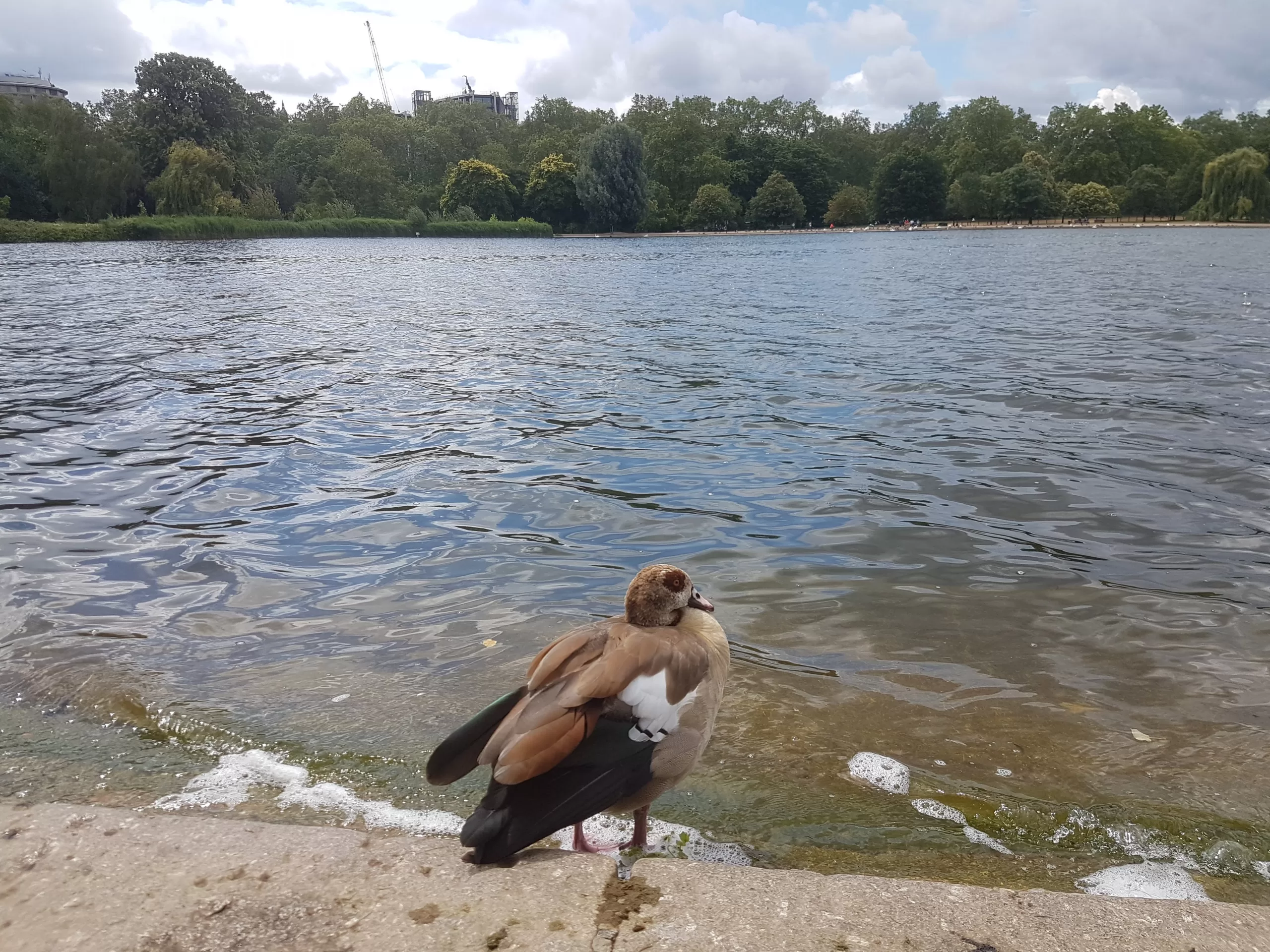 A duck in Hyde Park, London