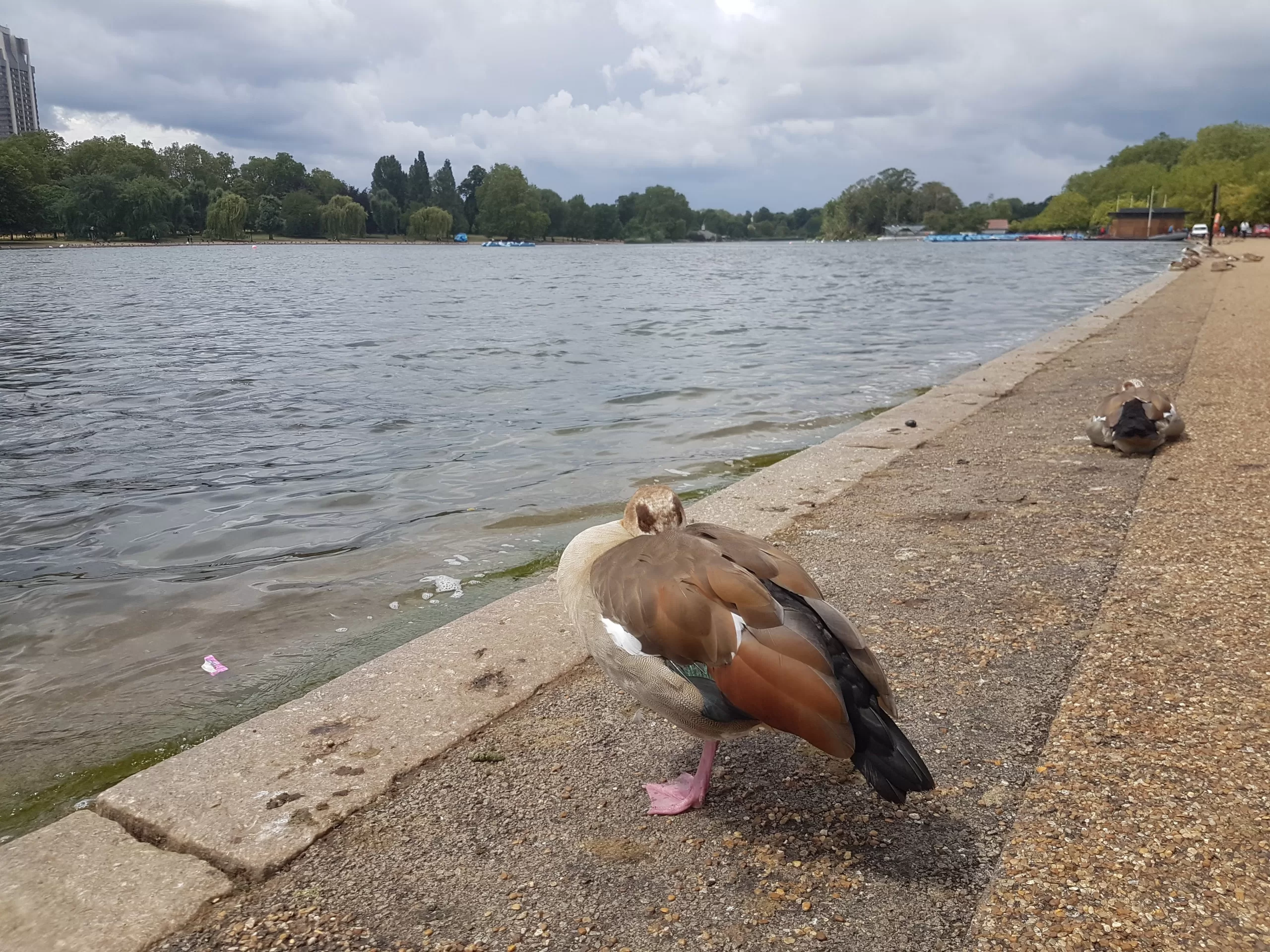 A duck sleeping in Hyde Park, London